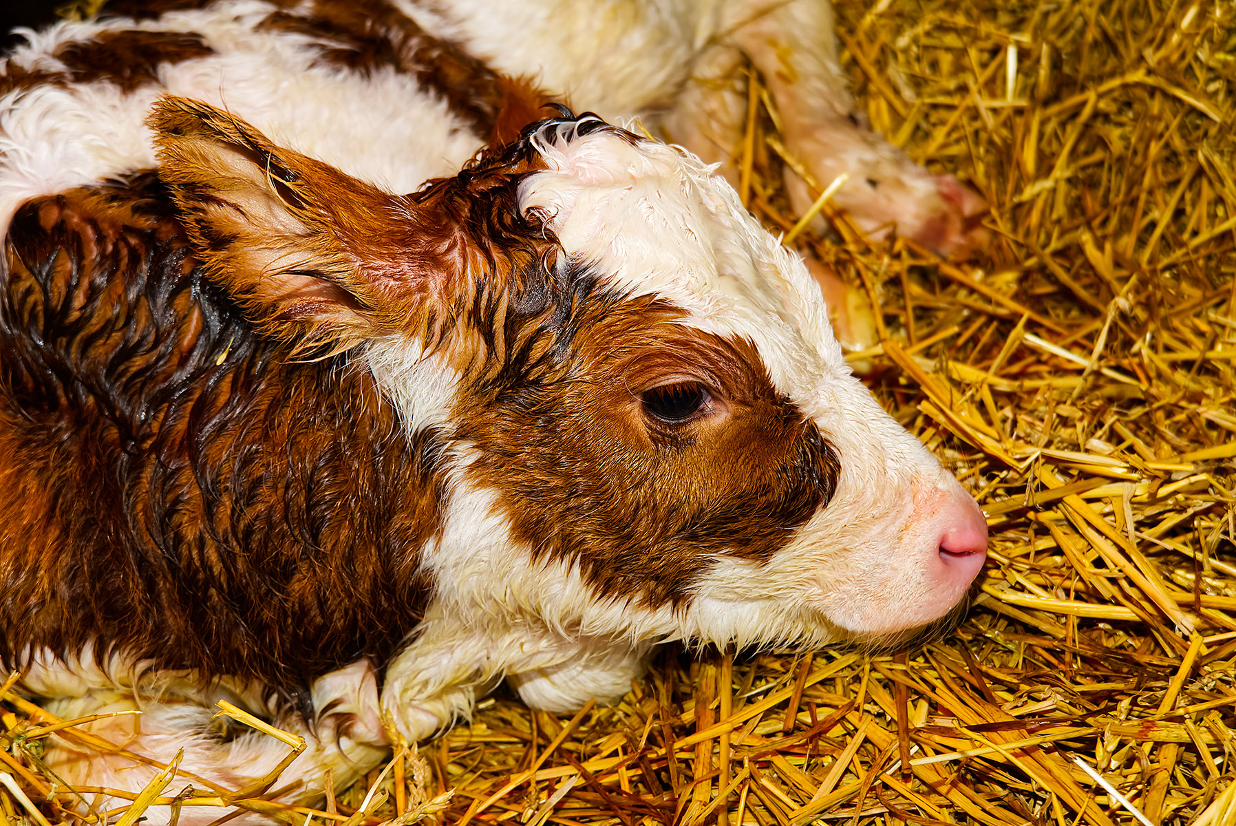 Newborn Calf Problems: Giving Animal CPR to Calves